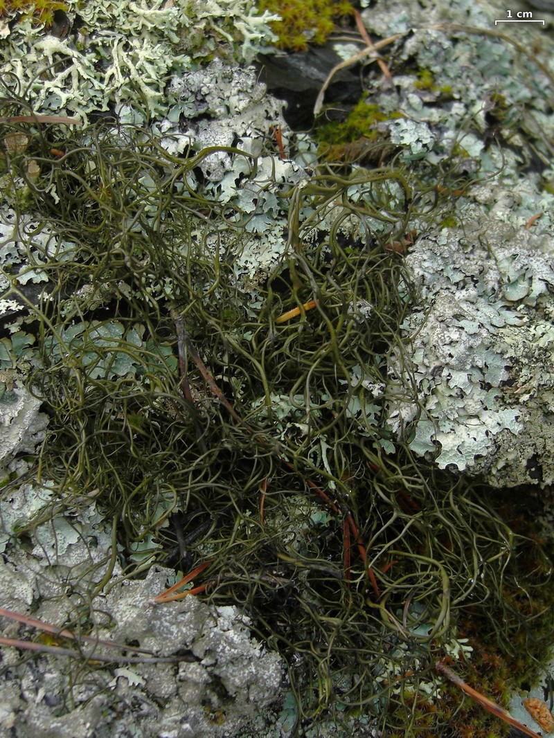 Bryoria glabra photo 4