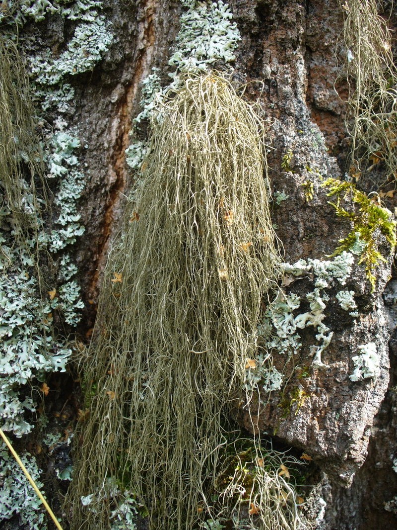 Horsehair Lichen photo 6