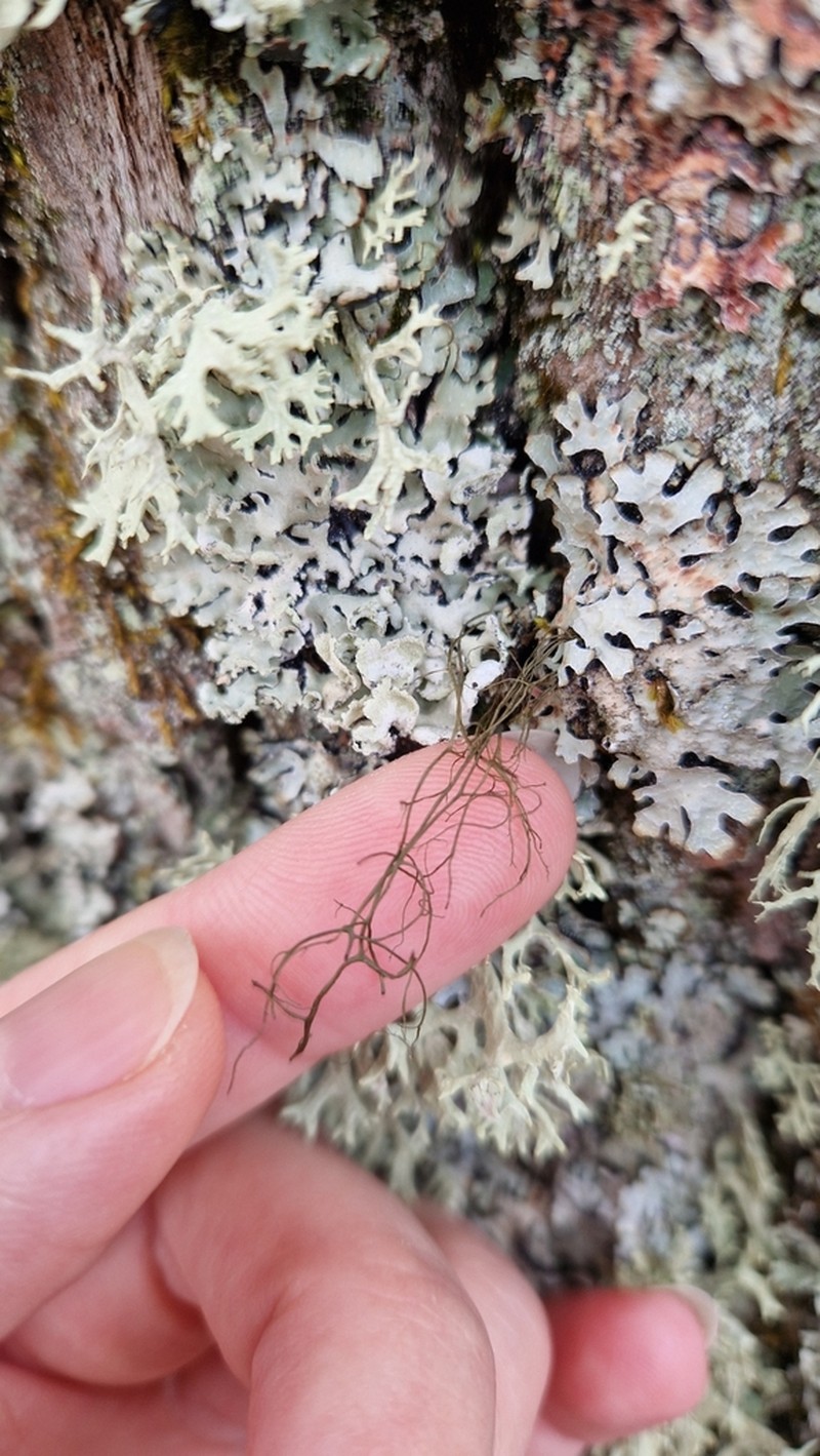 Horsehair Lichen