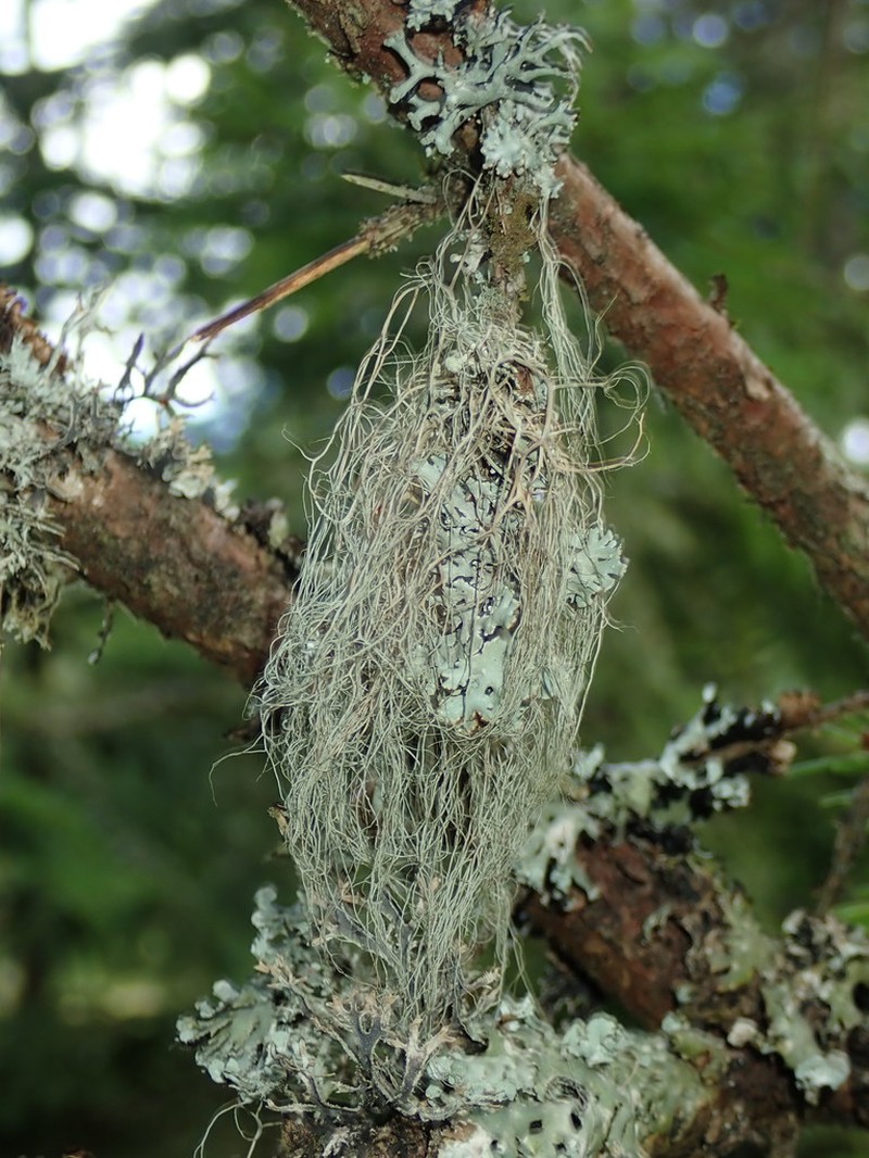 Horsehair Lichen photo 2
