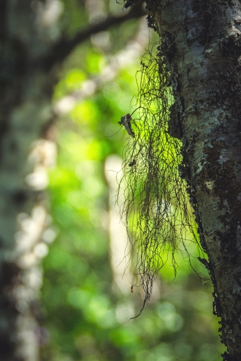 Horsehair Lichen photo 5