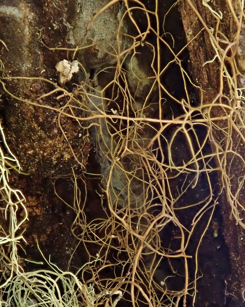 Nadvornik's Horsehair Lichen photo 2