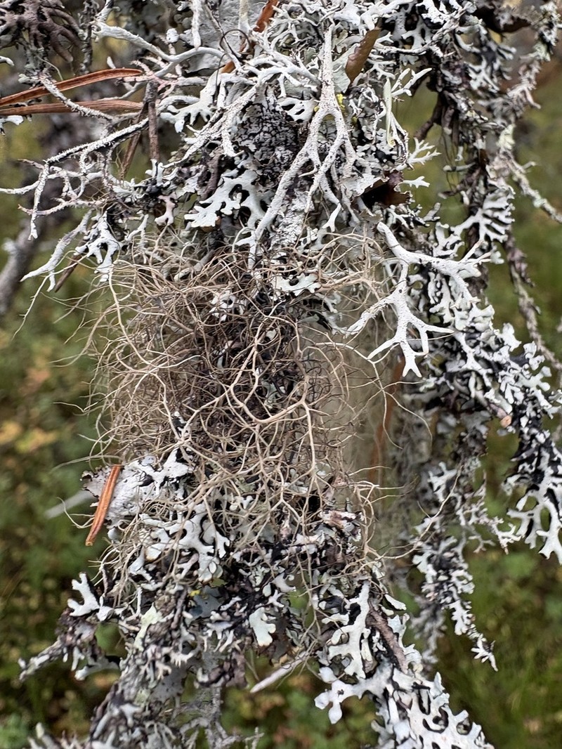 Nadvornik's Horsehair Lichen photo 3