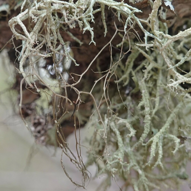 Nadvornik's Horsehair Lichen photo 4