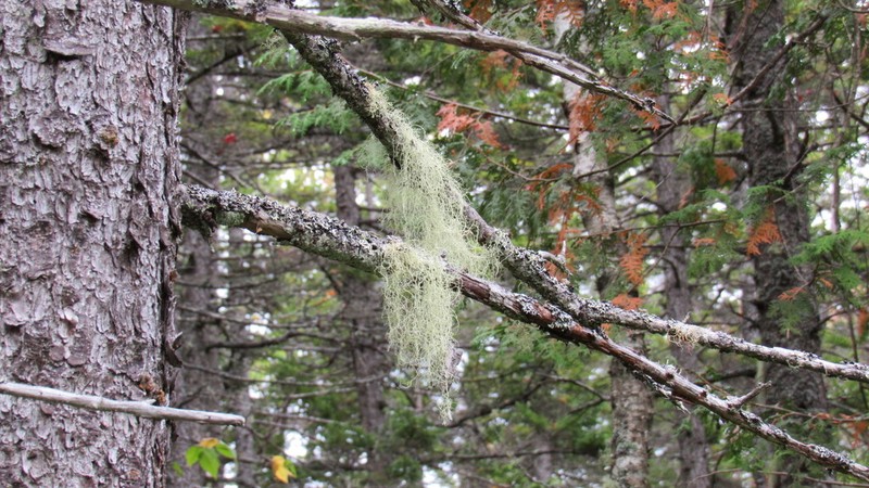 Nadvornik's Horsehair Lichen photo 5