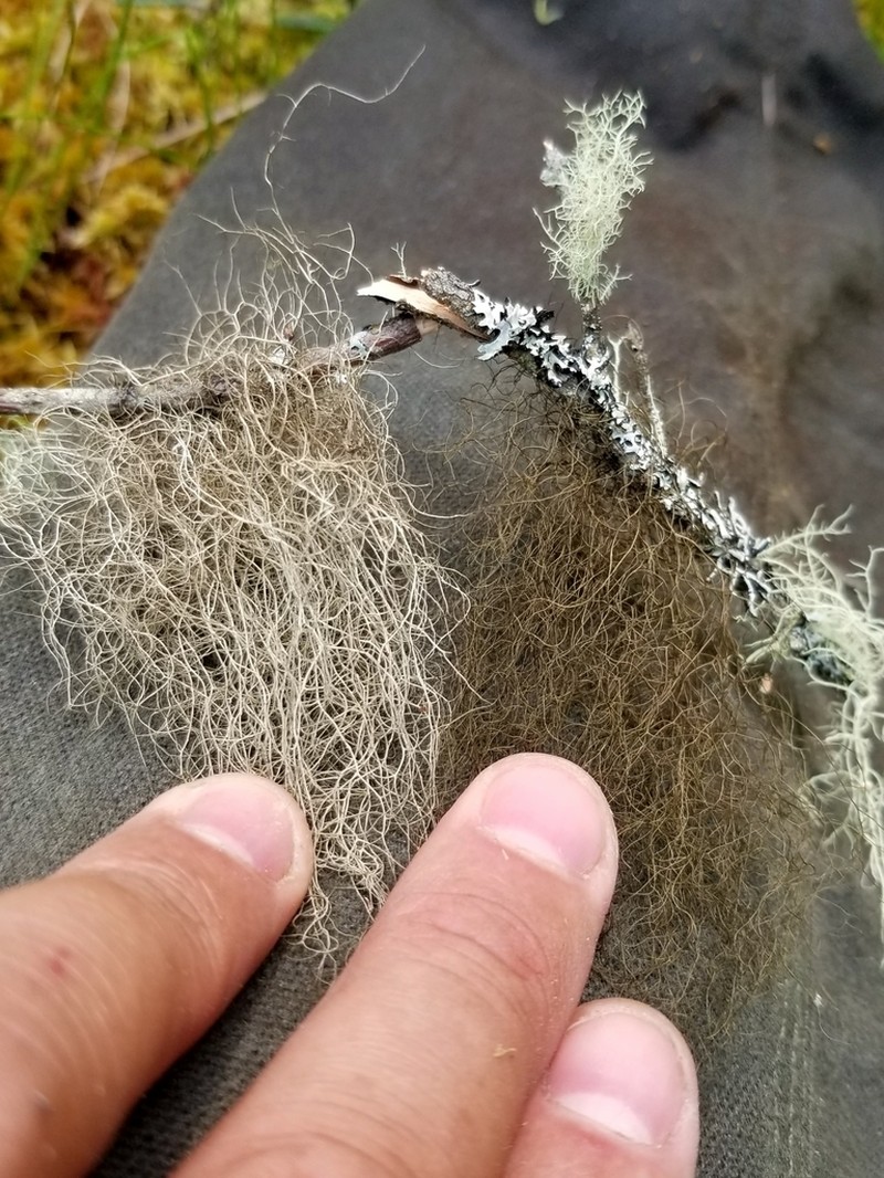 Nadvornik's Horsehair Lichen photo 6