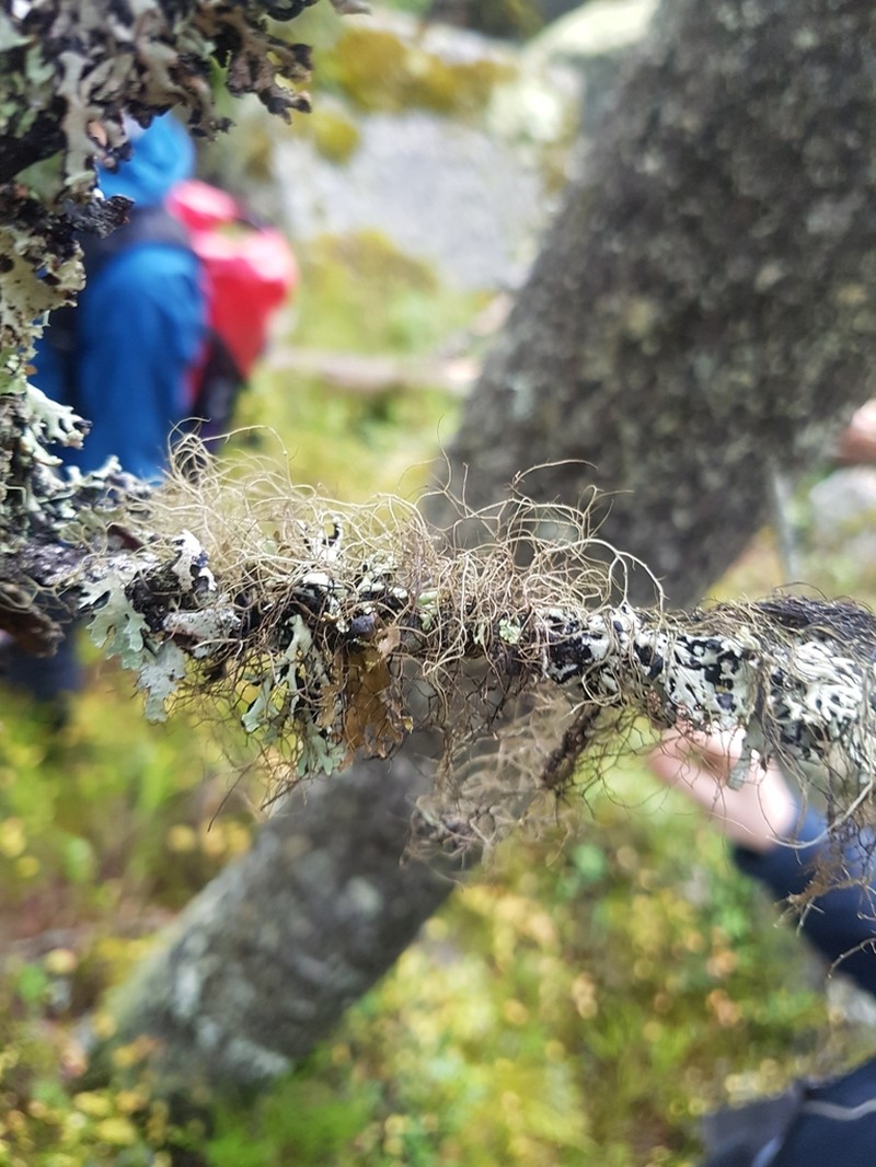 Nadvornik's Horsehair Lichen photo 7