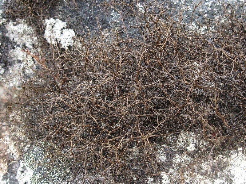 Horsehair Lichen photo 2
