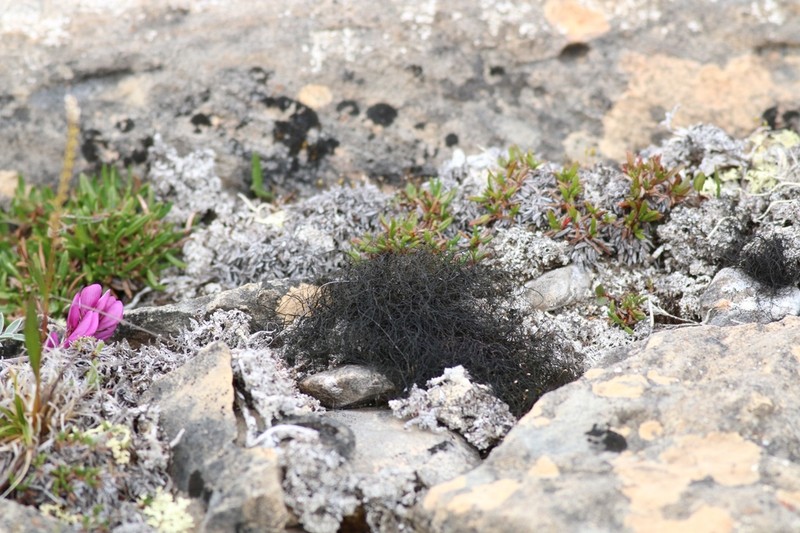 Horsehair Lichen photo 3