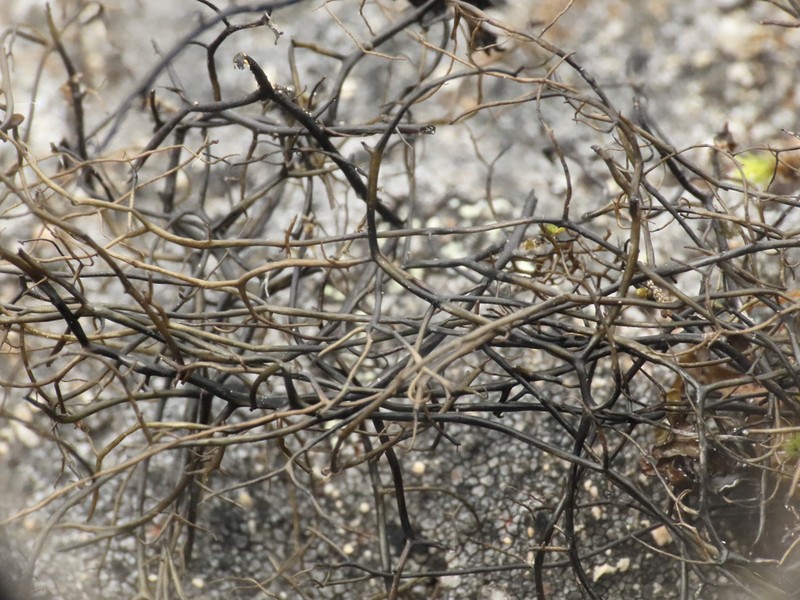 Horsehair Lichen photo 4