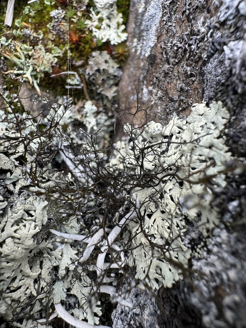 Horsehair Lichen photo 5