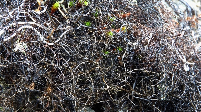 Horsehair Lichen photo 6