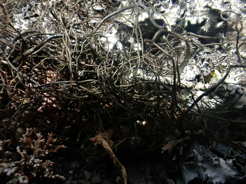 Horsehair Lichen photo 7