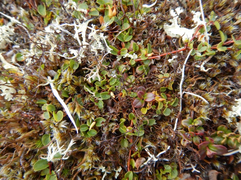 Horsehair Lichen photo 8