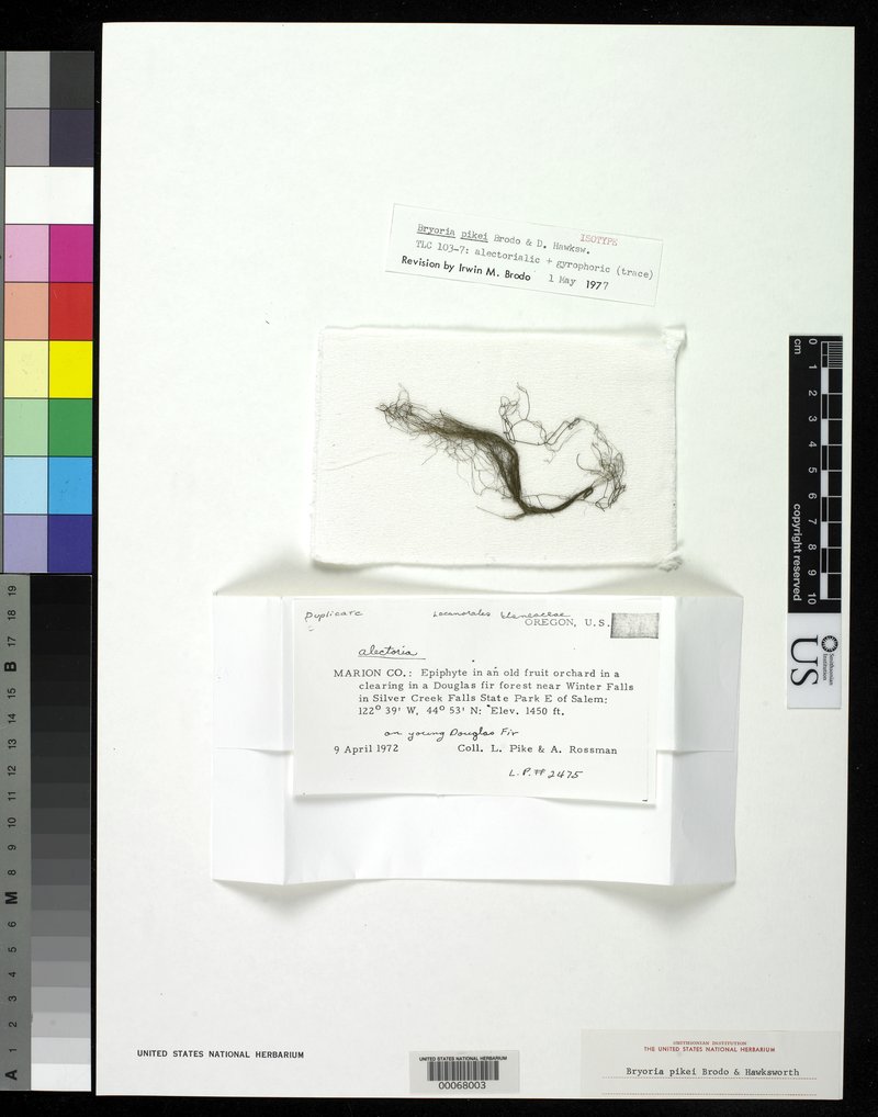 Pike's Horsehair Lichen