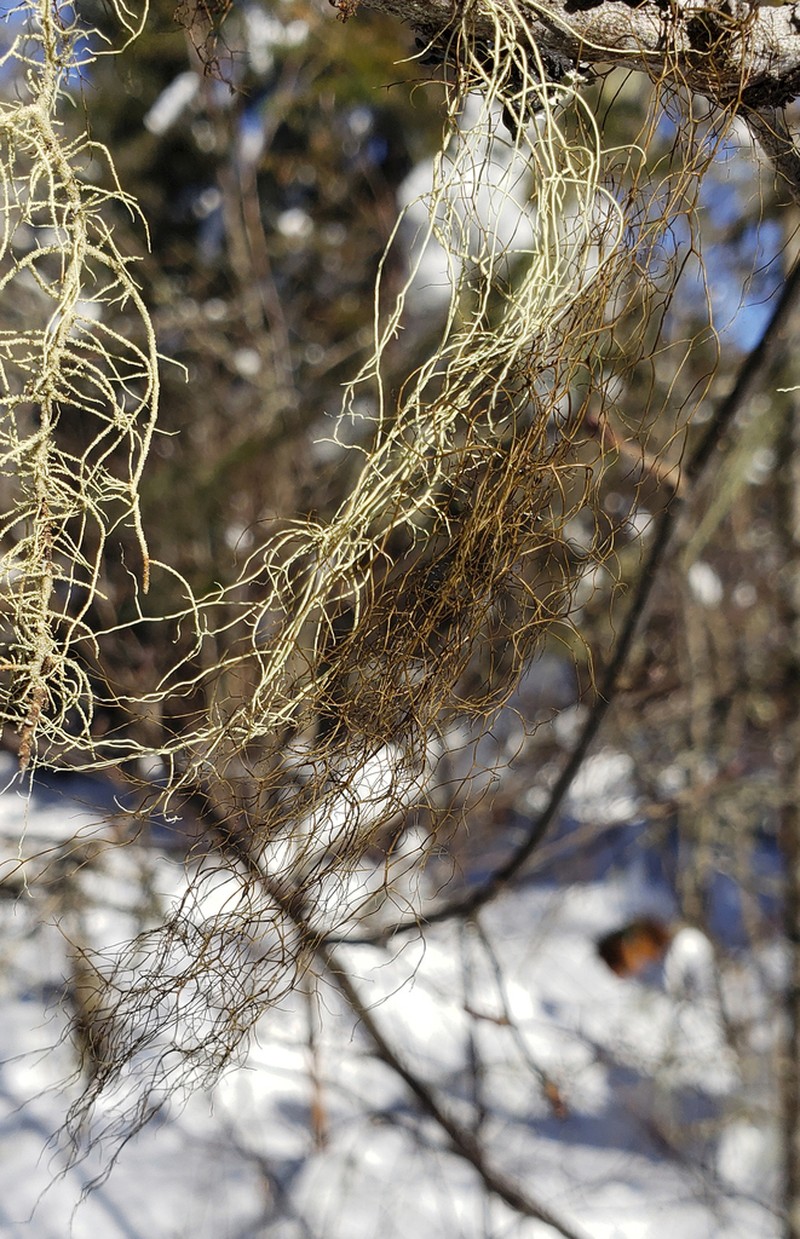 Pike's Horsehair Lichen