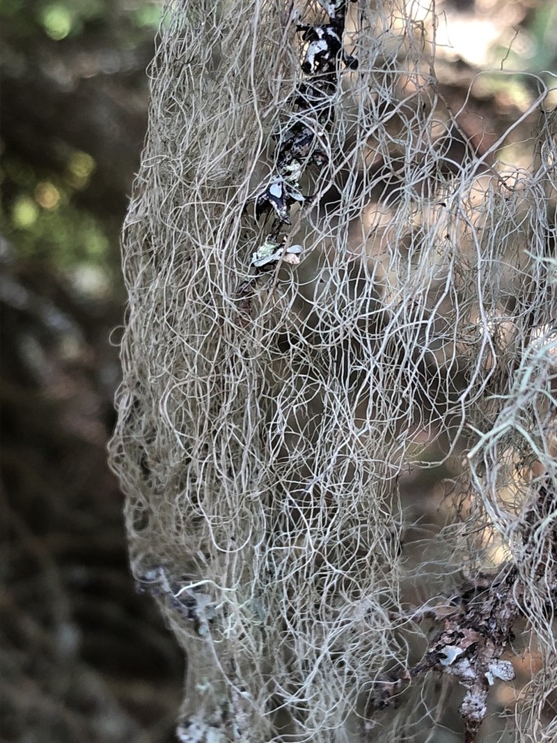 Pike's Horsehair Lichen photo 2