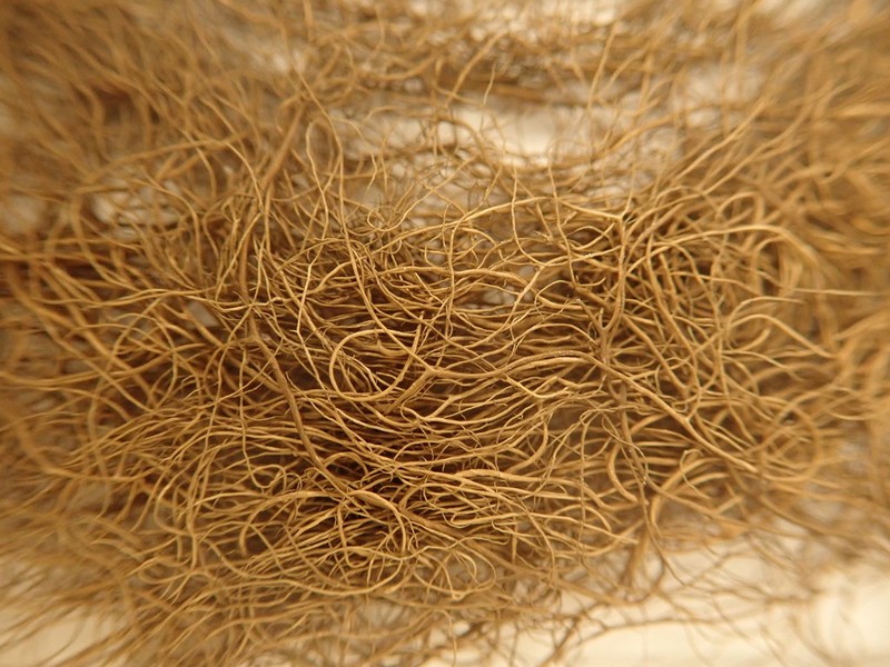 Pike's Horsehair Lichen photo 4