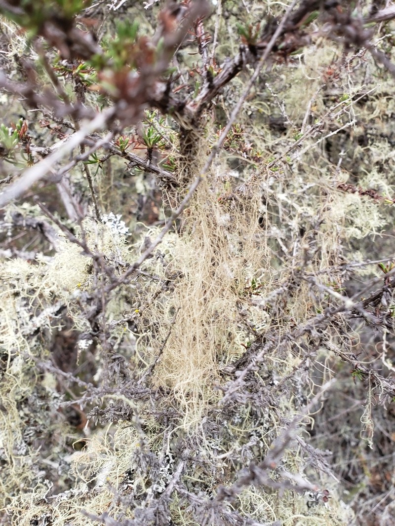 Horsehair Lichen