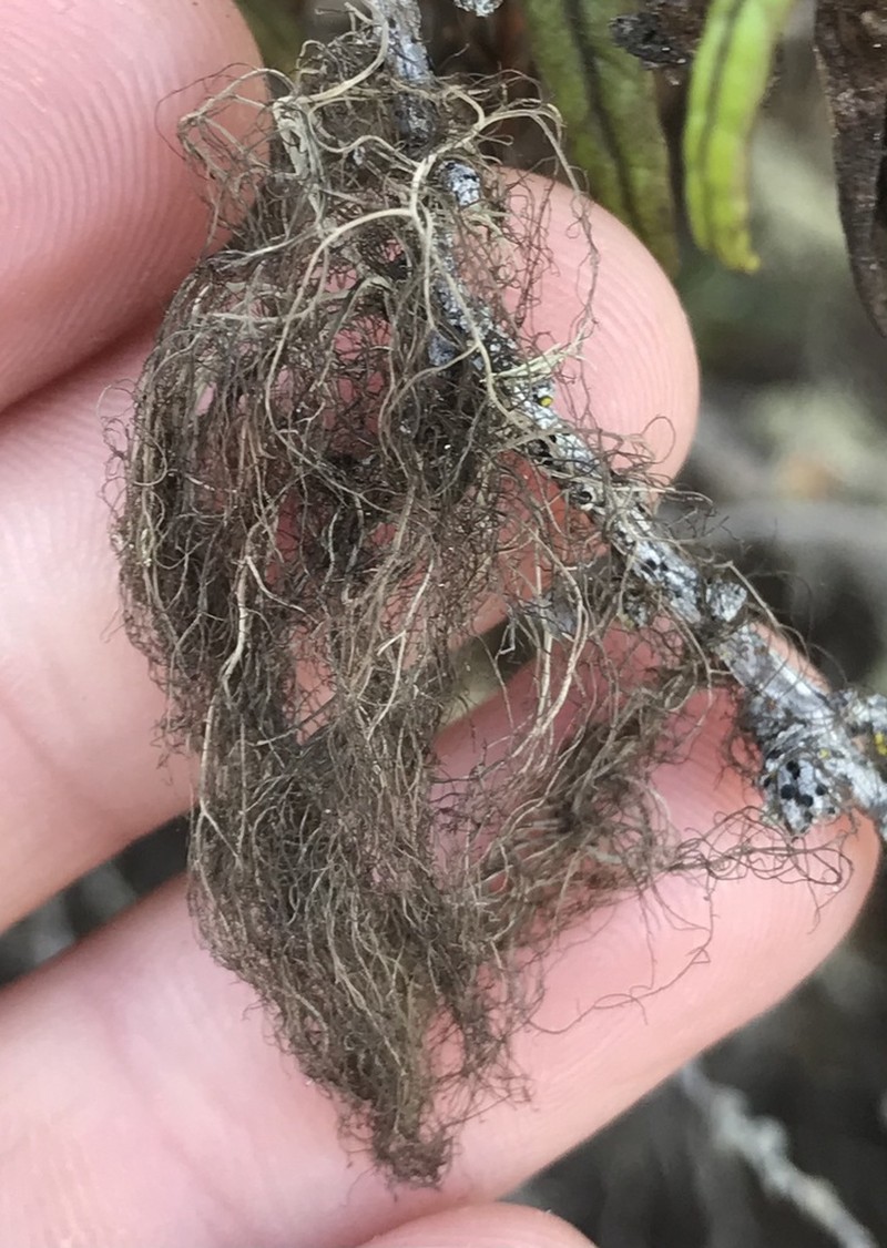 Horsehair Lichen photo 2