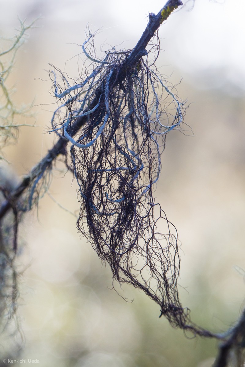 Horsehair Lichen photo 3