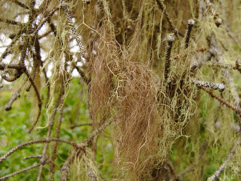 Horsehair Lichen photo 4
