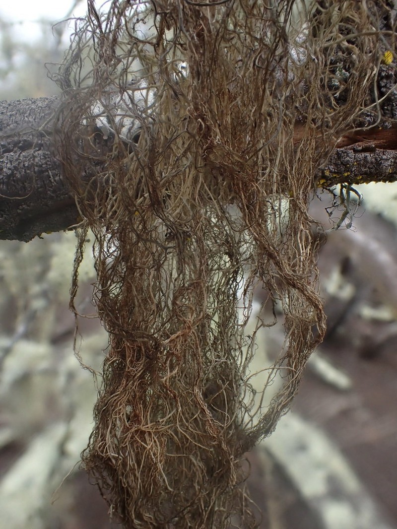 Horsehair Lichen photo 5