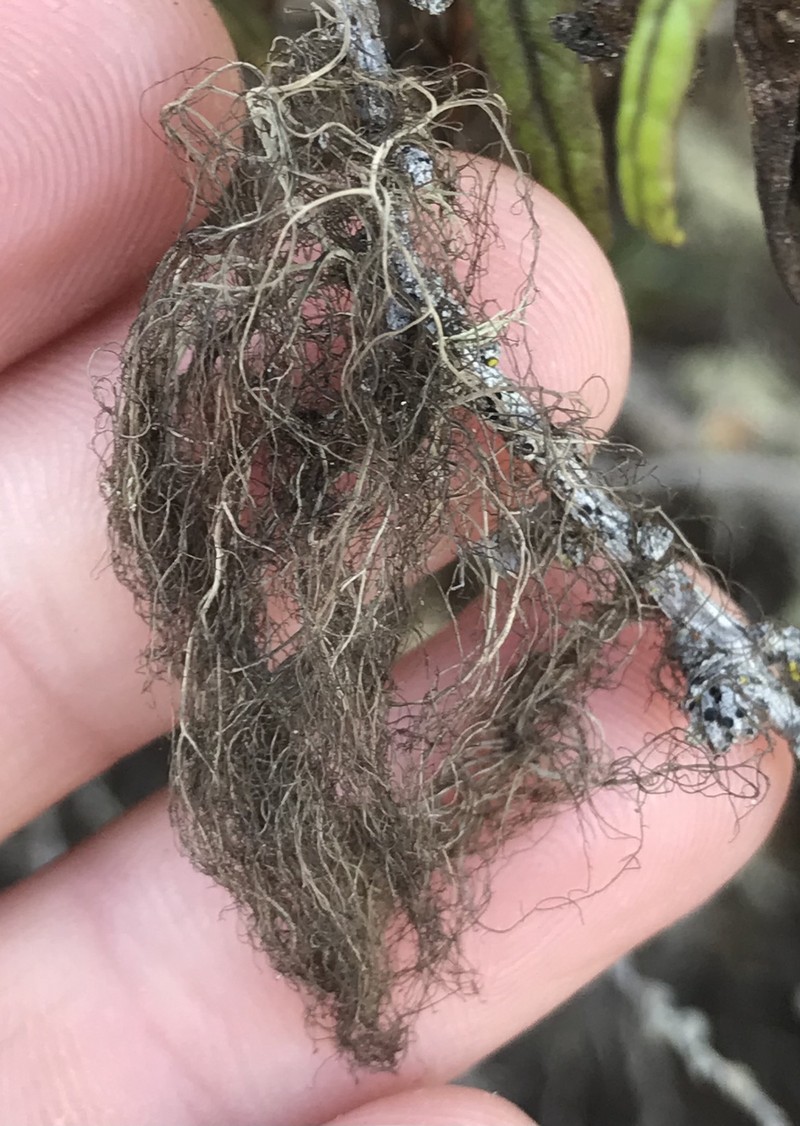 Horsehair Lichen photo 6