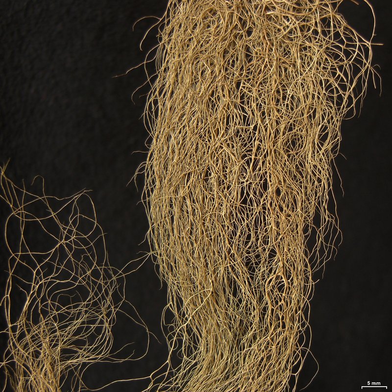 Horsehair Lichen