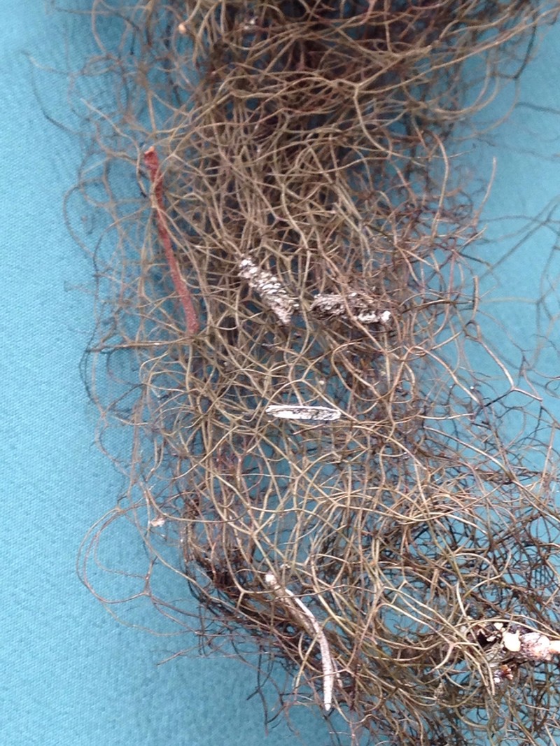 Horsehair Lichen photo 7