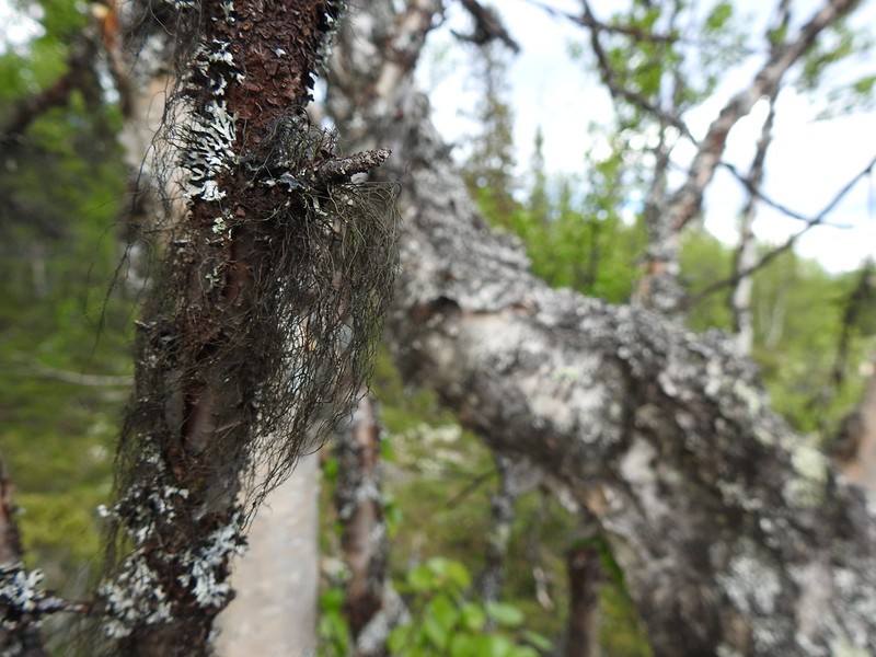 Horsehair Lichen