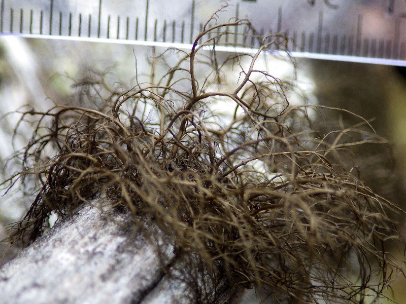 Horsehair Lichen photo 2
