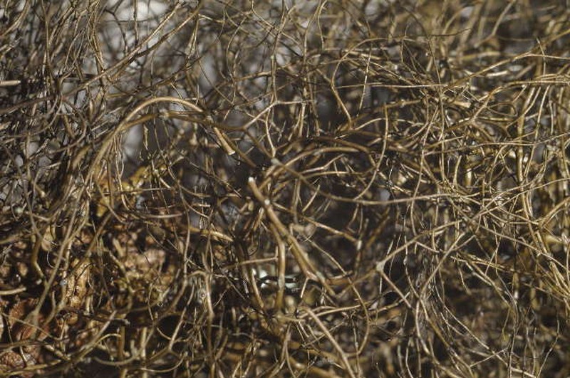 Horsehair Lichen photo 3