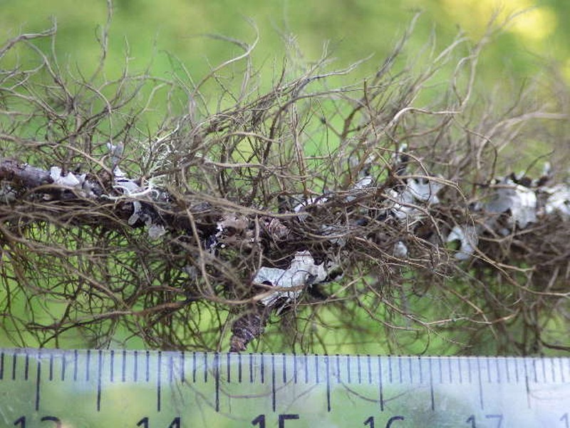 Horsehair Lichen photo 4