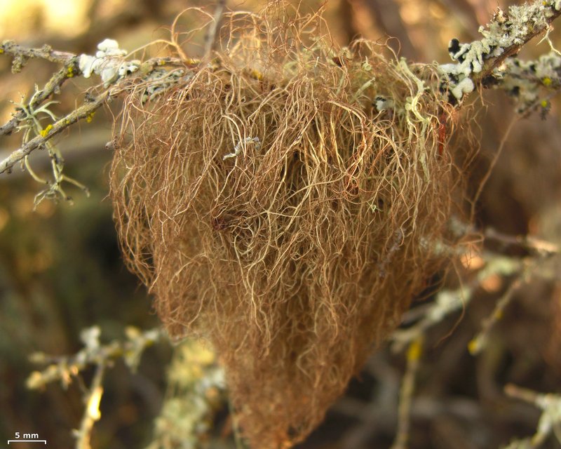 Horsehair Lichen