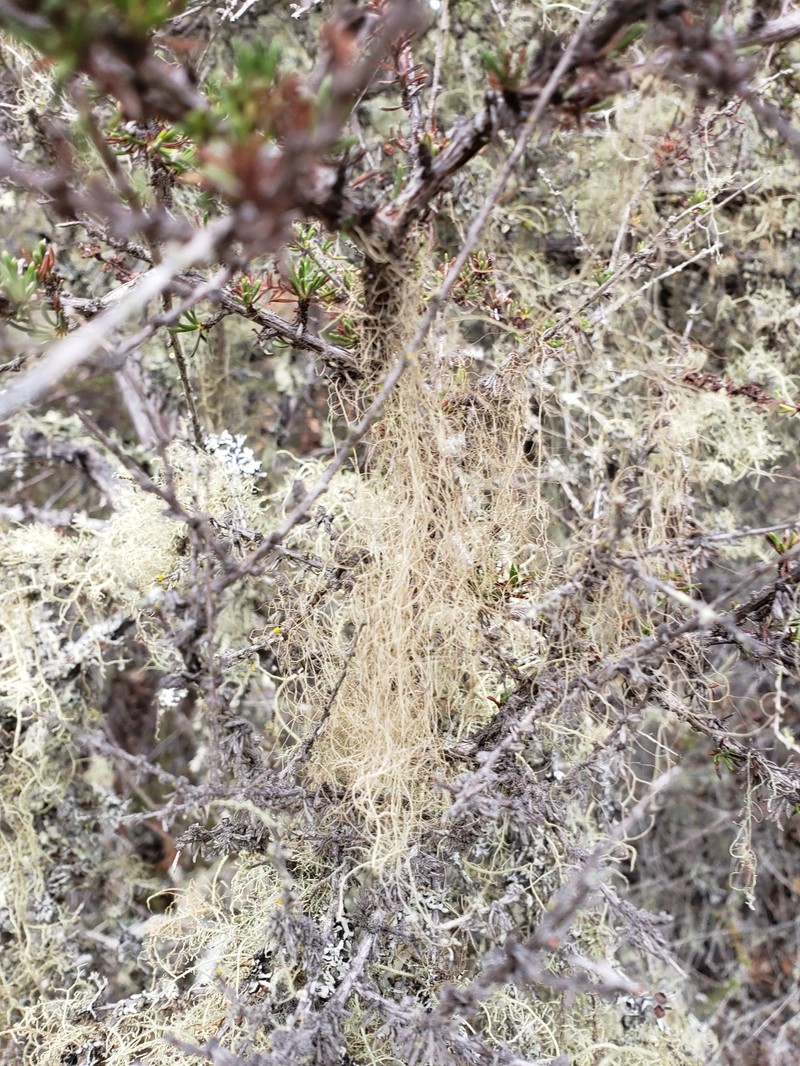 Horsehair Lichen photo 7