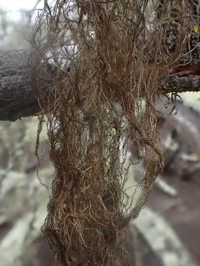 Horsehair Lichen photo 8