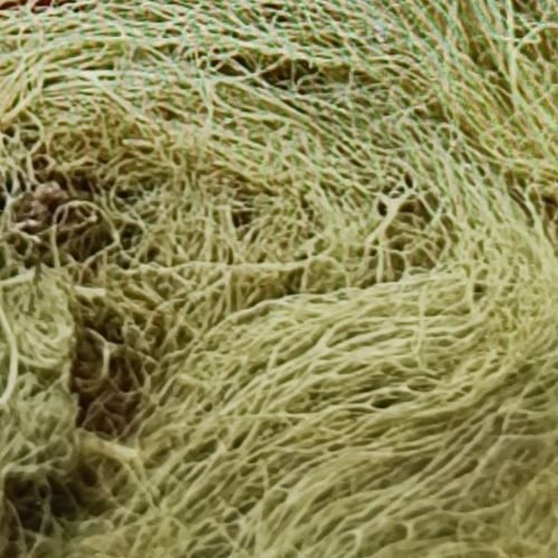 Horsehair Lichen