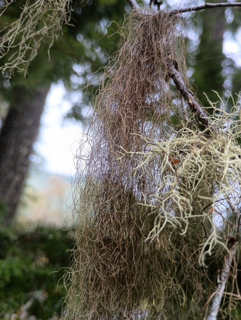 Tortured Horsehair Lichen