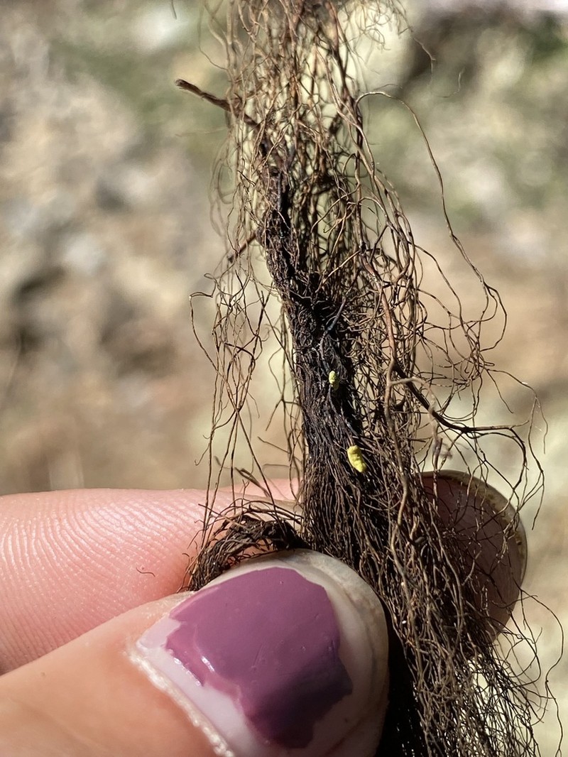 Tortured Horsehair Lichen photo 2