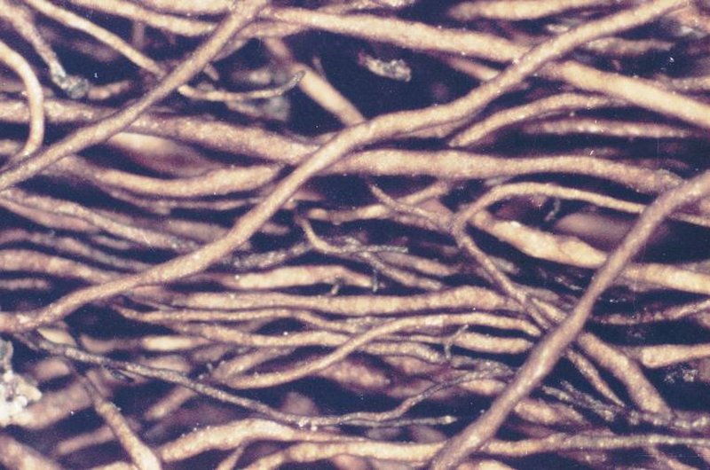 American Horsehair Lichen