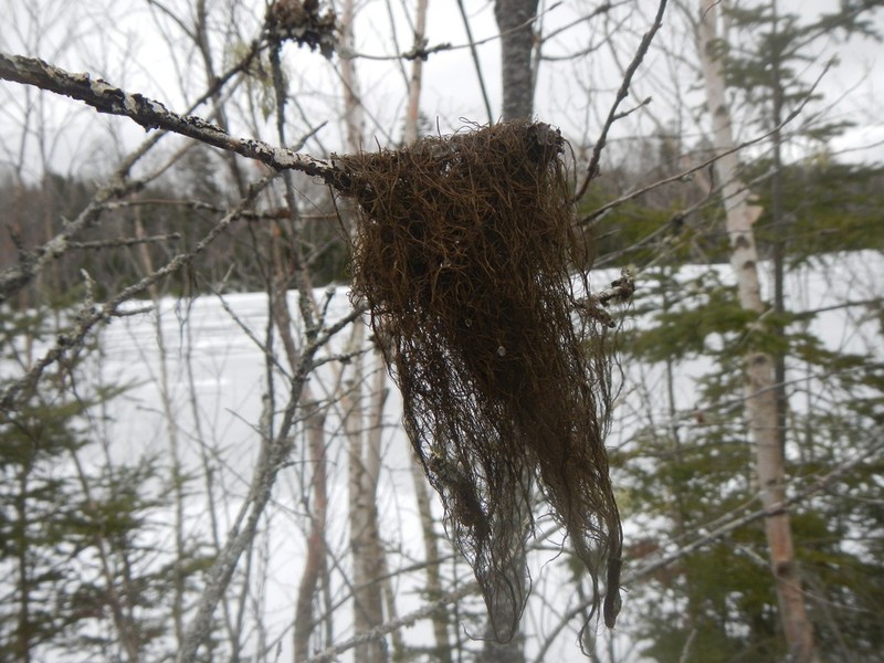 horsehair lichen