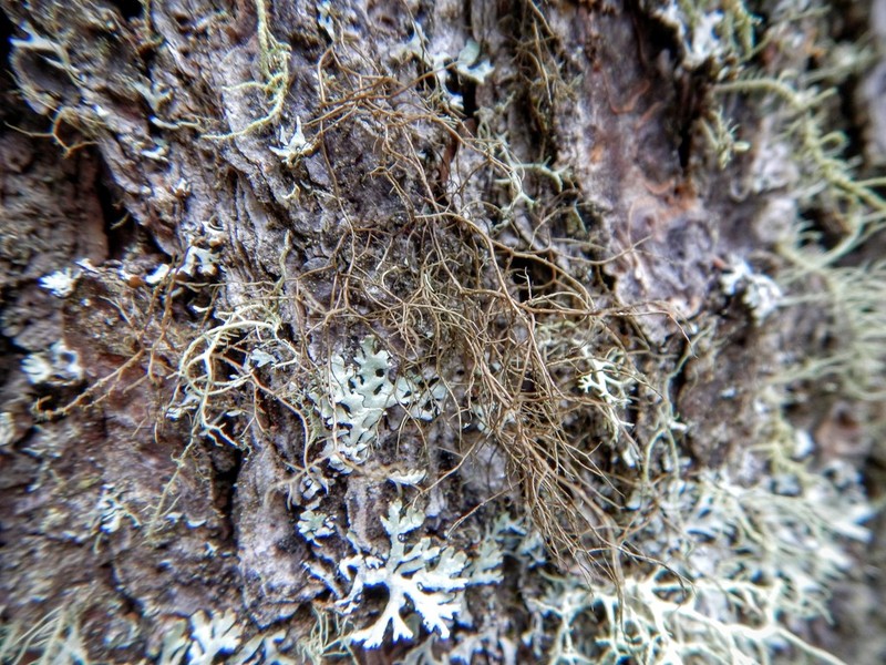 horsehair lichen photo 2