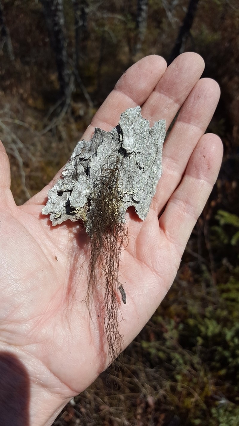 horsehair lichen photo 3