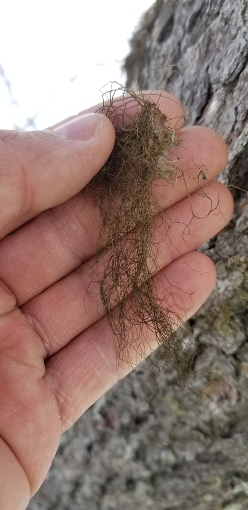 horsehair lichen photo 4