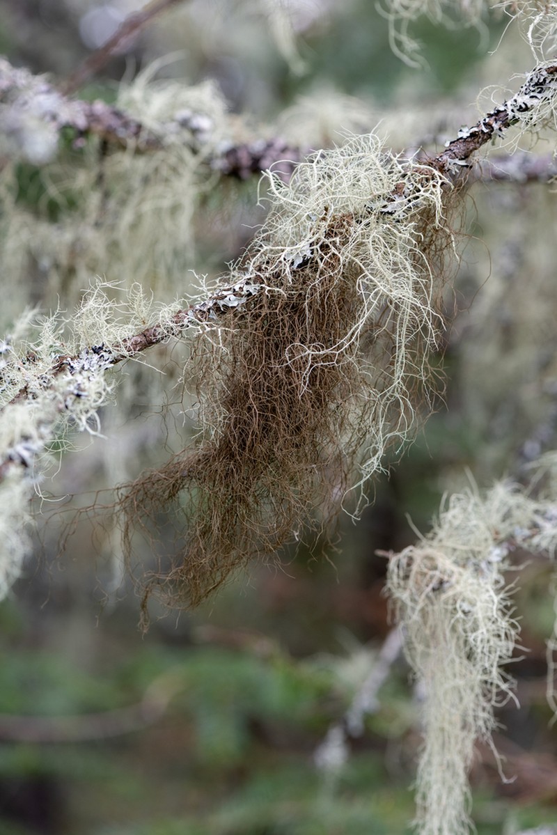 horsehair lichen photo 5