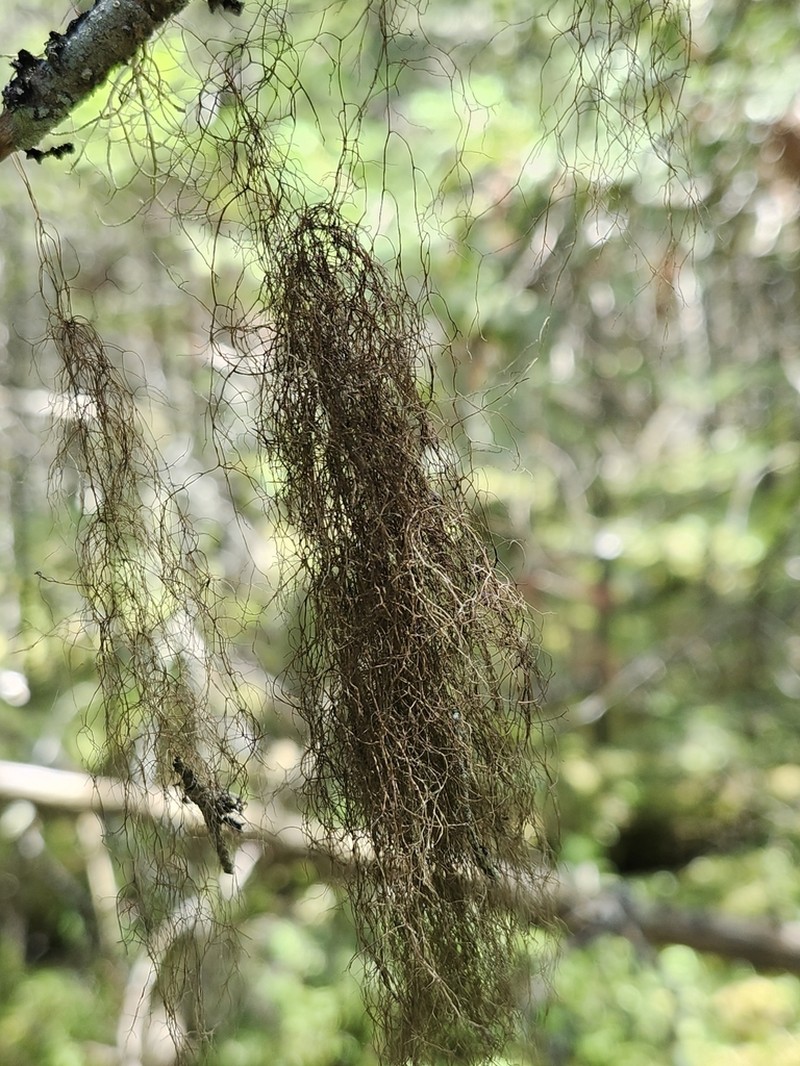 horsehair lichen photo 6