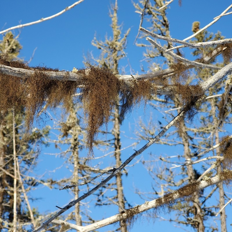 horsehair lichen photo 7