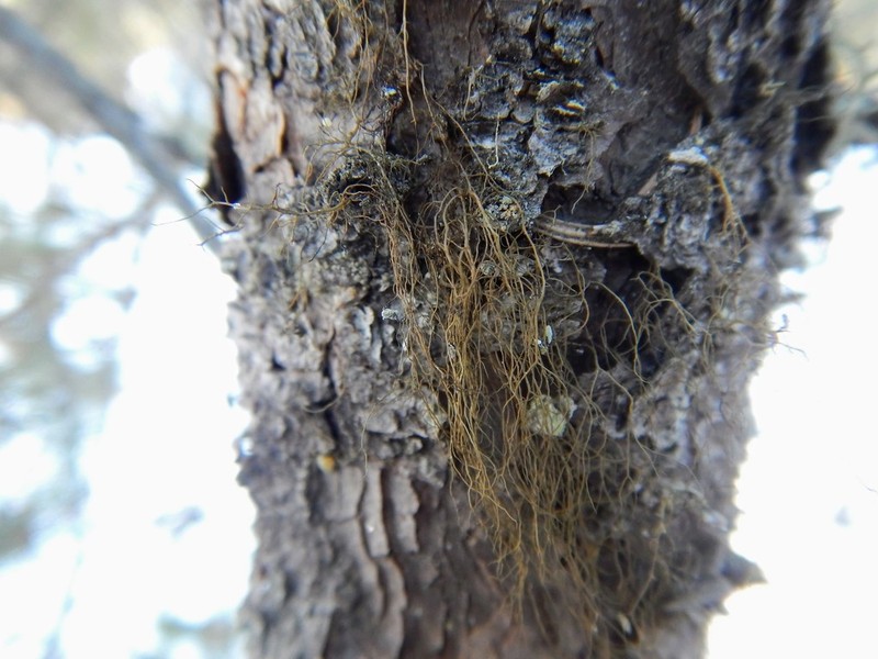 horsehair lichen photo 8