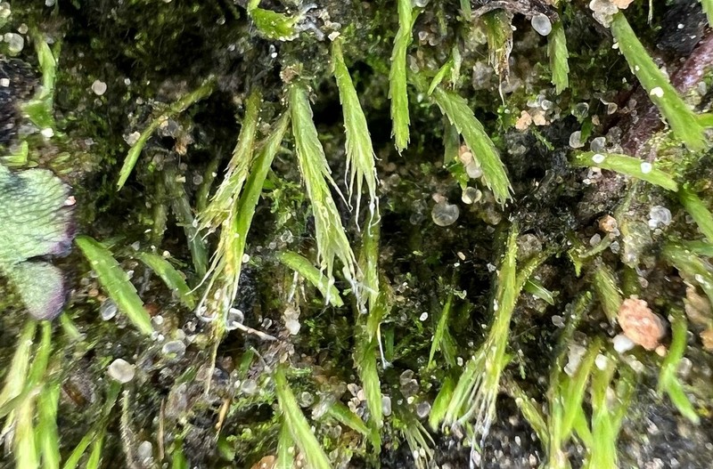 Norway Bryoxiphium Moss